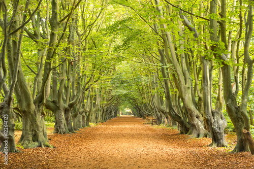 Herbstliche Allee im Wald