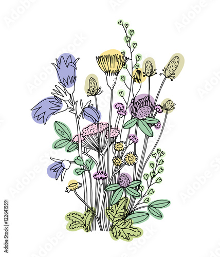 Sketch of the wildflowers on a white background.