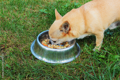 Chihuahua beim Fressen aus seinem Napf
 photo