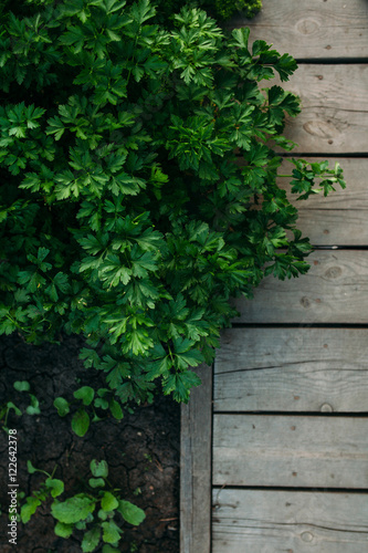 Garden detail in aerial
