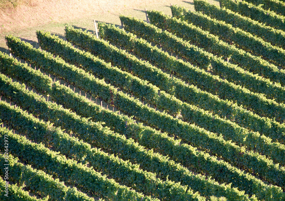 Fototapeta premium Vineyard