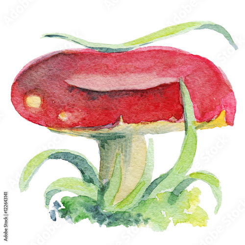 russula mushroom paited with watercolor on white background
