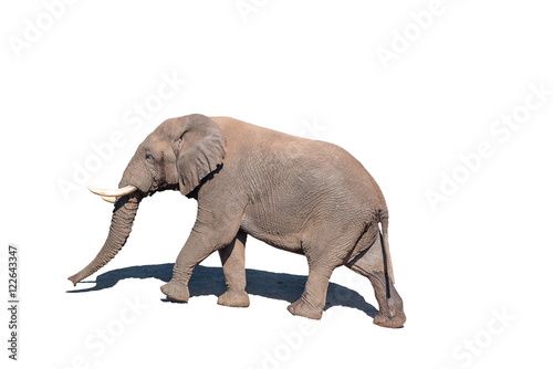 African Elephant  isolated in white