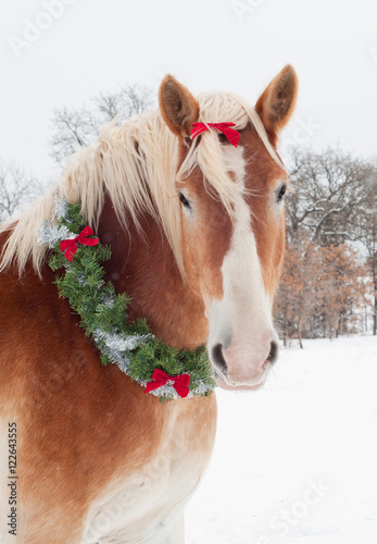 Christmas horse - a blond Belgian draft horse wearing a wreath and bow with snow falling