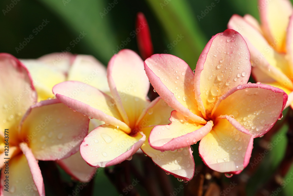 Beautiful water drop on a pink plumeria petal