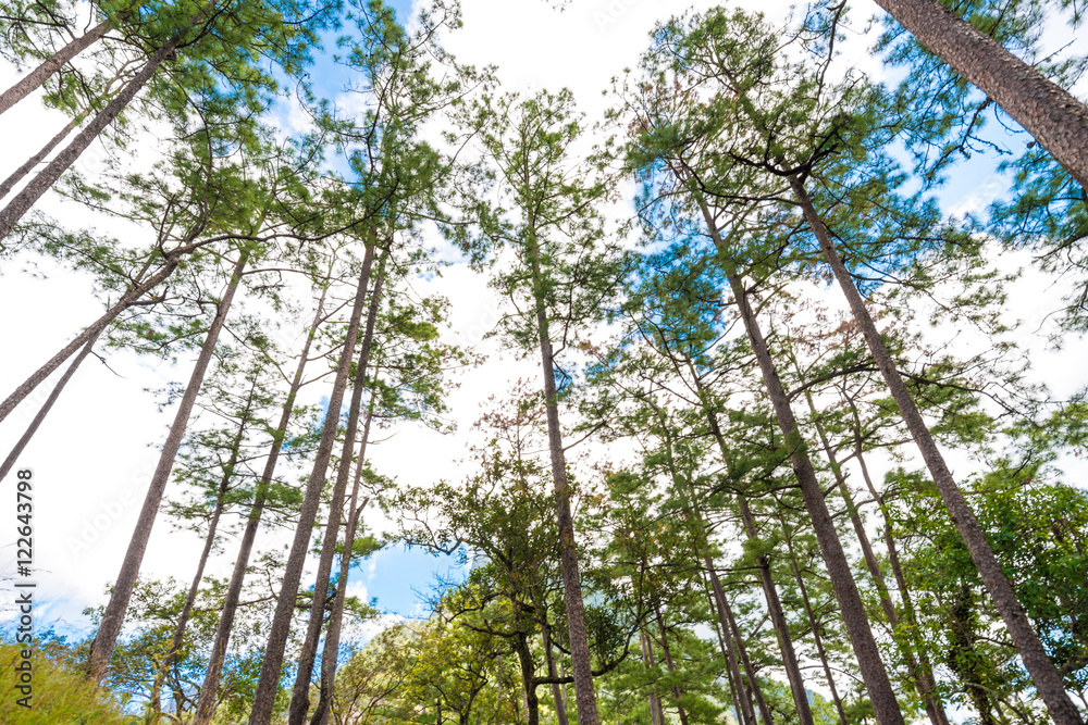 Forrest background of green pine trees on sub alpine Forrest background of green pine trees on sub alpine