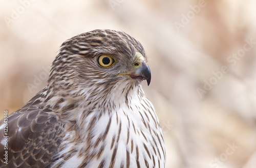 Coopers hawk closeup in the forest in Canada