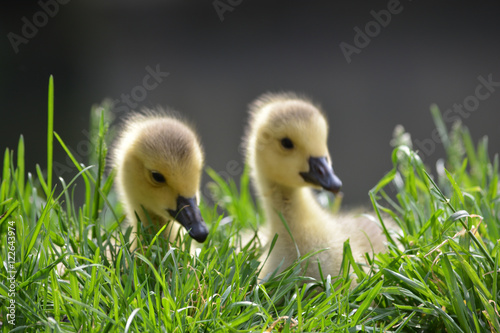 Ducklings #1