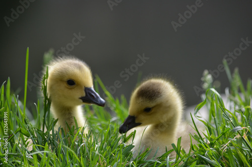 Ducklings #2