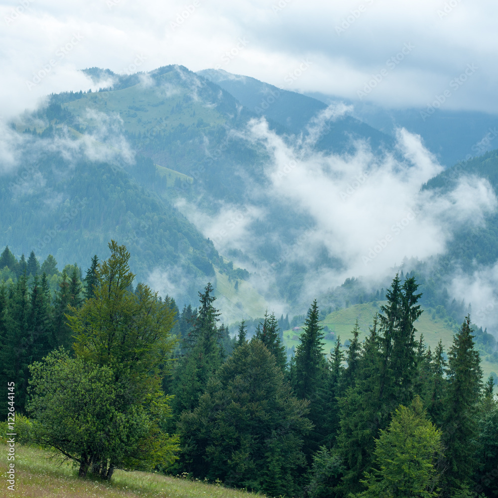 Fototapeta premium Foggy morning landscape with pine tree highland forest at Carpathian mountains. Ukraine destinations and travel background