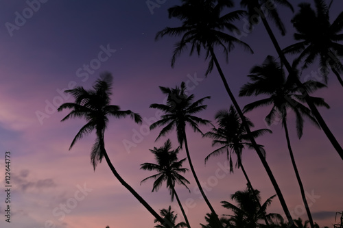 Beautiful palm trees silhouettes at evening on a tropical beach
