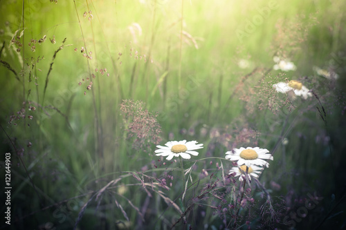 Amazing sunrise at summer meadow with wildflowers. Nature floral background in vintage style