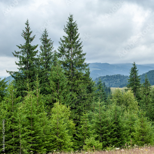 Foggy morning landscape with pine tree highland forest at Carpathian mountains. Ukraine destinations and travel background