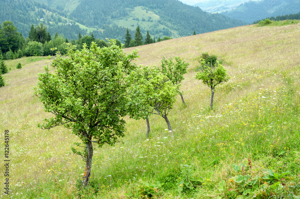 Foggy morning landscape with apple trees at meadow and pine tree highland forest. Carpathian mountains. Ukraine destinations and travel background Foggy morning landscape with apple trees at meadow and pine tree highland forest. Carpathian mountains. Ukraine destinations and travel background