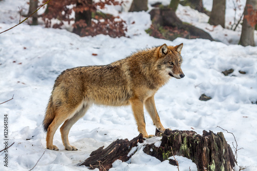 Gray wolf  Canis lupus  standing in the snow - captive animal