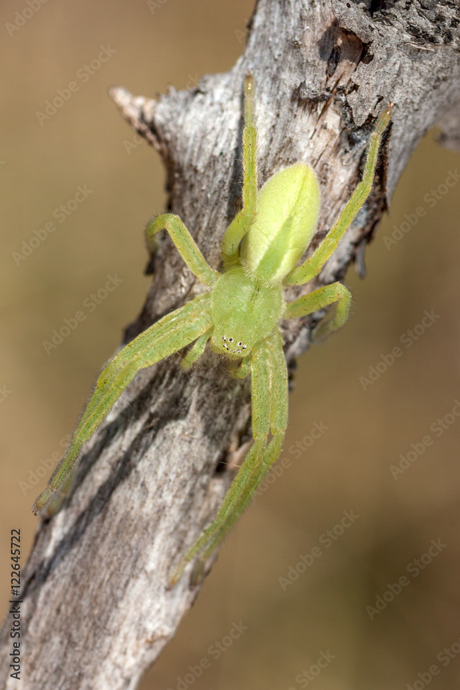 Green huntsman spider (Micrommata virescens) on a small branch Green huntsman spider (Micrommata virescens) on a small branch