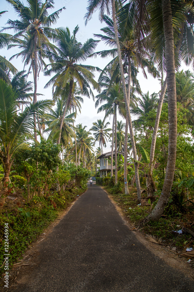 Road between palm trees, Sri Lanka