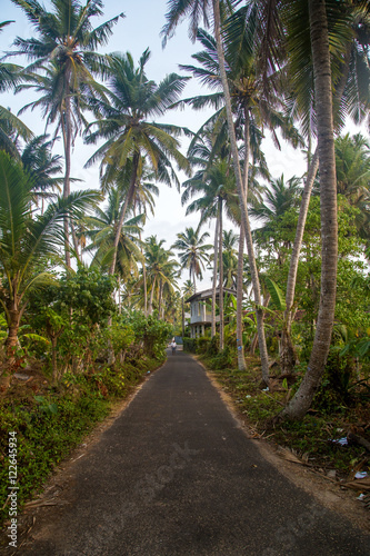 Road between palm trees, Sri Lanka