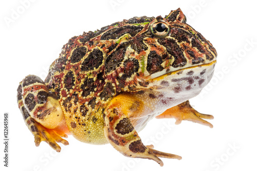 Pacman frog Ceratophrys ornata, exotic frog from South America