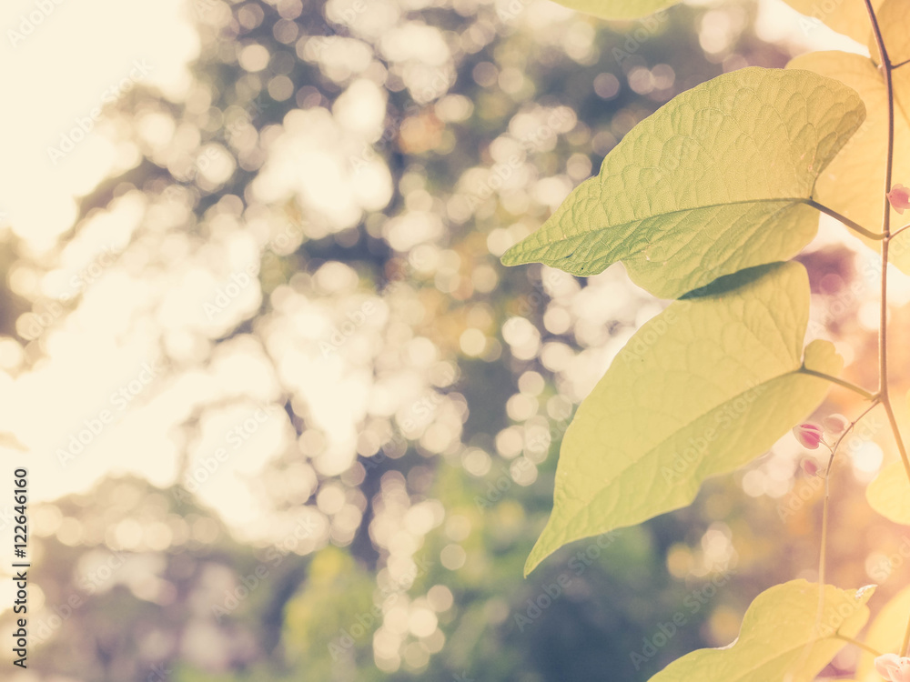 green leaf background green leaf background