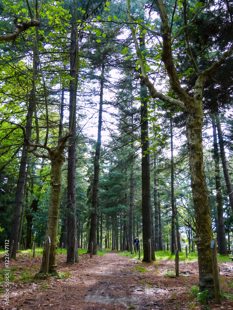 The tall trees The tall trees