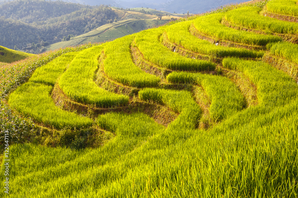Green Terraced Rice Field in Pa Pong Pieng , Mae Chaem, Chiang Mai, Thailand Green Terraced Rice Field in Pa Pong Pieng , Mae Chaem, Chiang Mai, Thailand