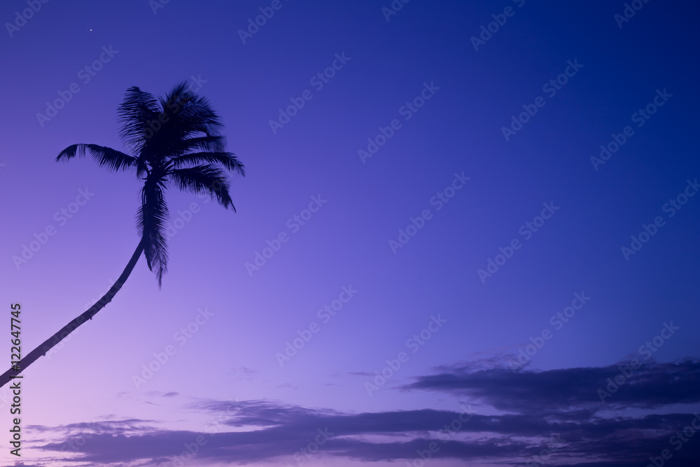 Beautiful palm trees silhouettes at evening on a tropical beach Beautiful palm trees silhouettes at evening on a tropical beach