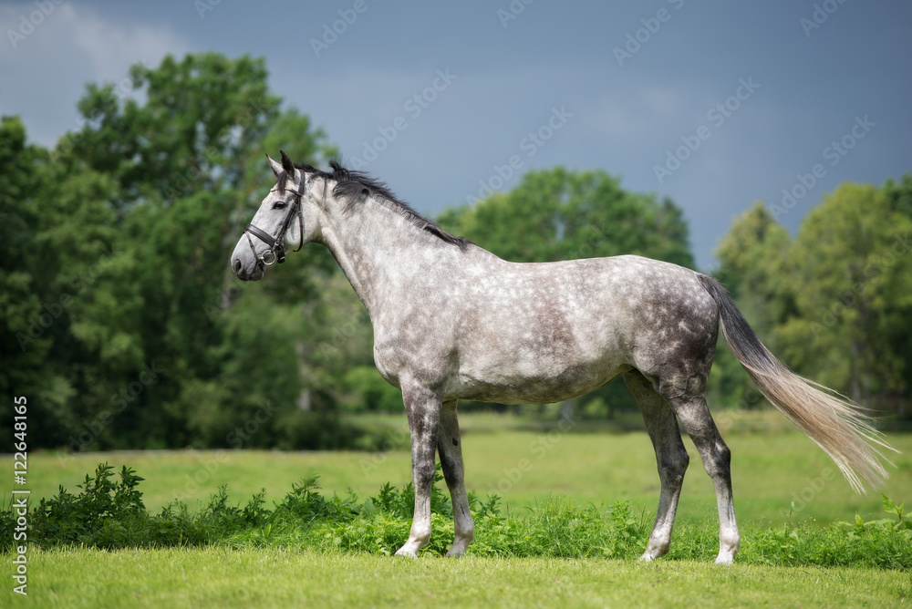 beautiful grey horse standing outdoors beautiful grey horse standing outdoors
