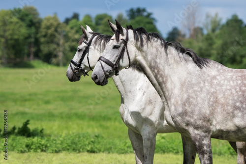 two beautiful horses portrait outdoors