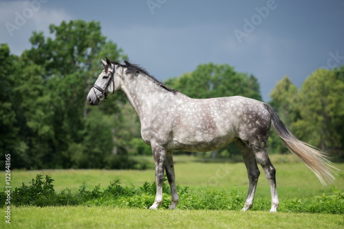beautiful grey horse standing outdoors