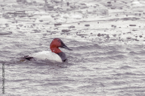 Canvasback Brrrr photo