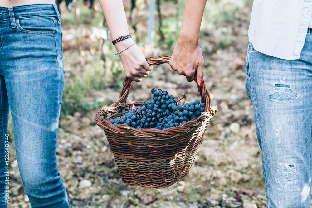 Pair of women friends supports a basket with grapes harvest Pair of women friends supports a basket with grapes harvest