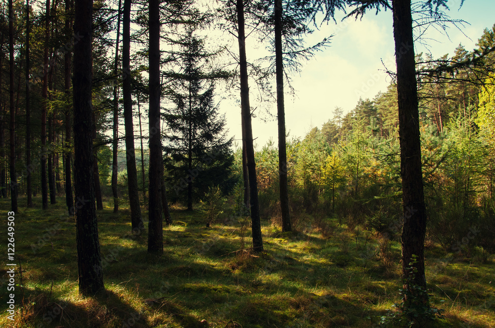 Fototapeta premium Mixed forest in early autumn