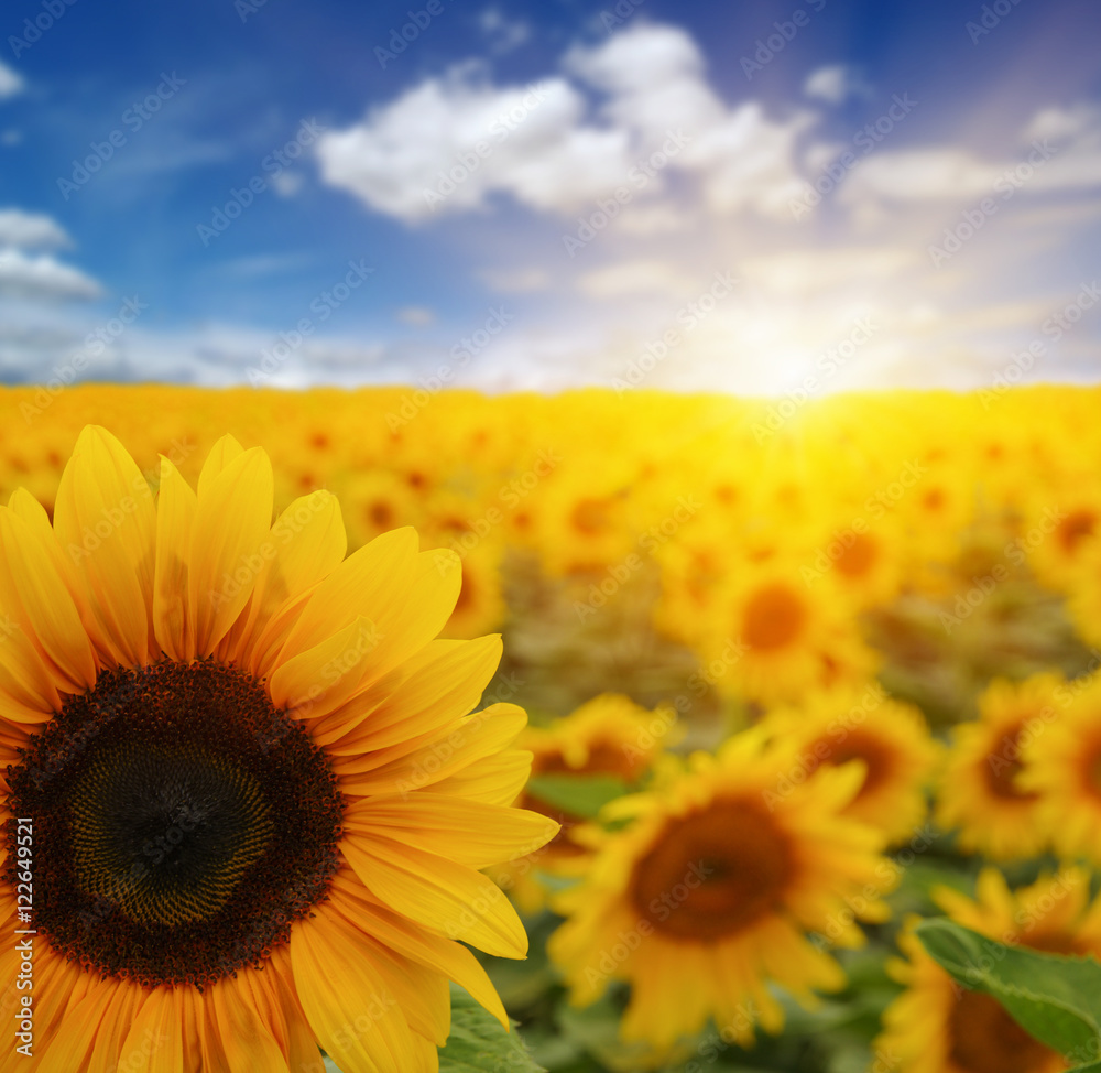 Fototapeta premium sunflowers and sun
