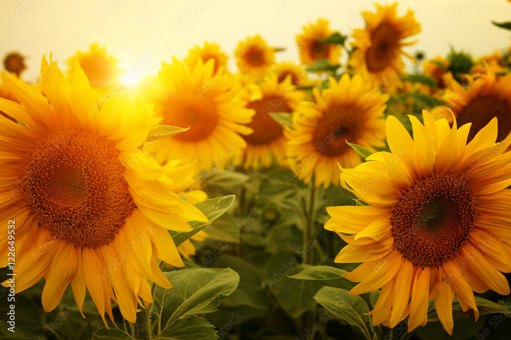 Obraz premium sunflowers and sun