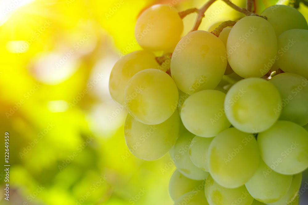 grapes on the vine grapes on the vine