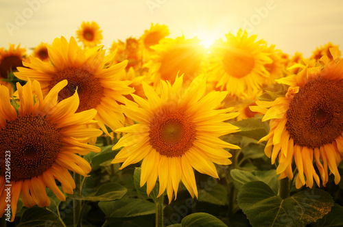 Fototapeta Naklejka Na Ścianę i Meble -   sunflowers and sun