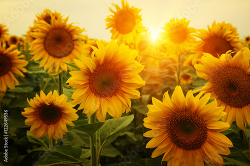 Fototapeta Naklejka Na Ścianę i Meble -   sunflowers and sun