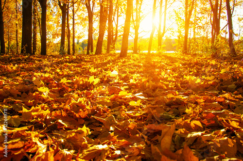 Wallpaper Mural  autumn trees on sun Torontodigital.ca