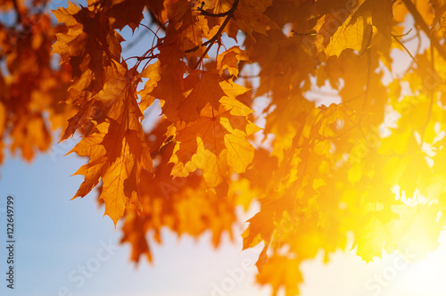  Autumn leaves on the sun © Alekss