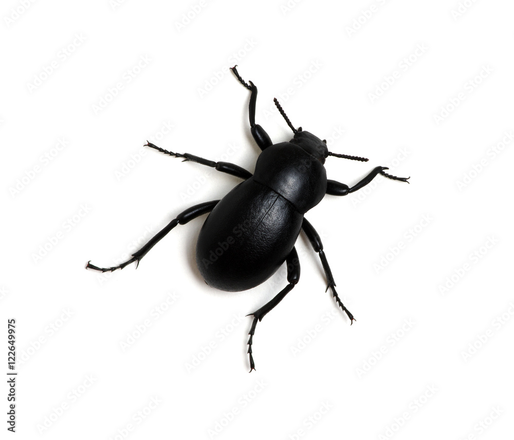 black beetle on white black beetle on white