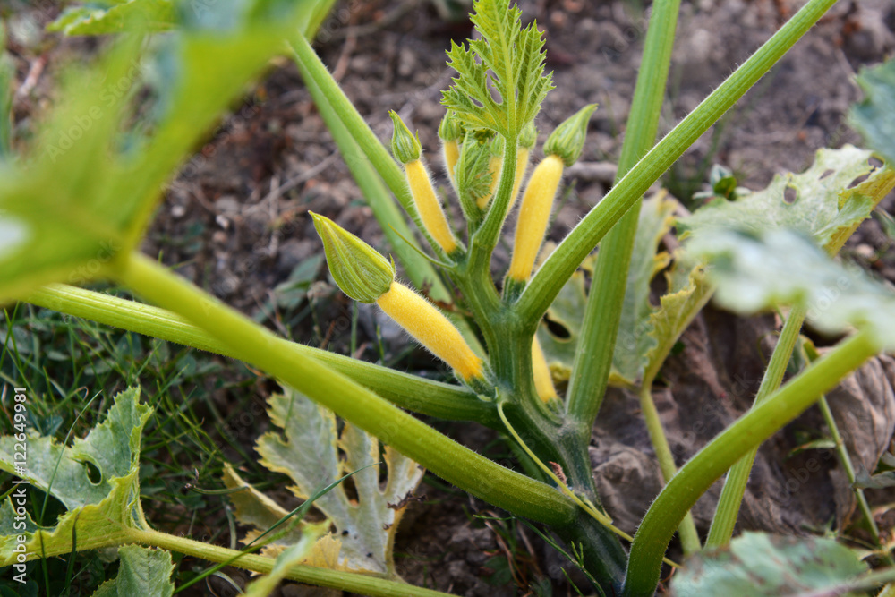 Obraz premium Yellow summer squash plant