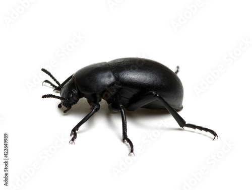 black beetle on white