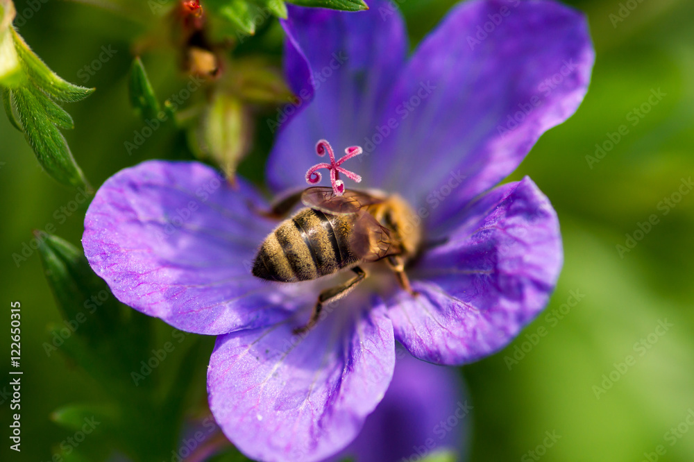 Honey bee headfirst Honey bee headfirst