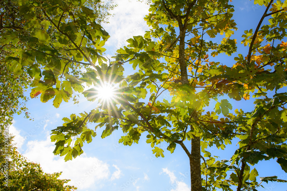 Obraz premium Herbst mit wärme von der Sonne