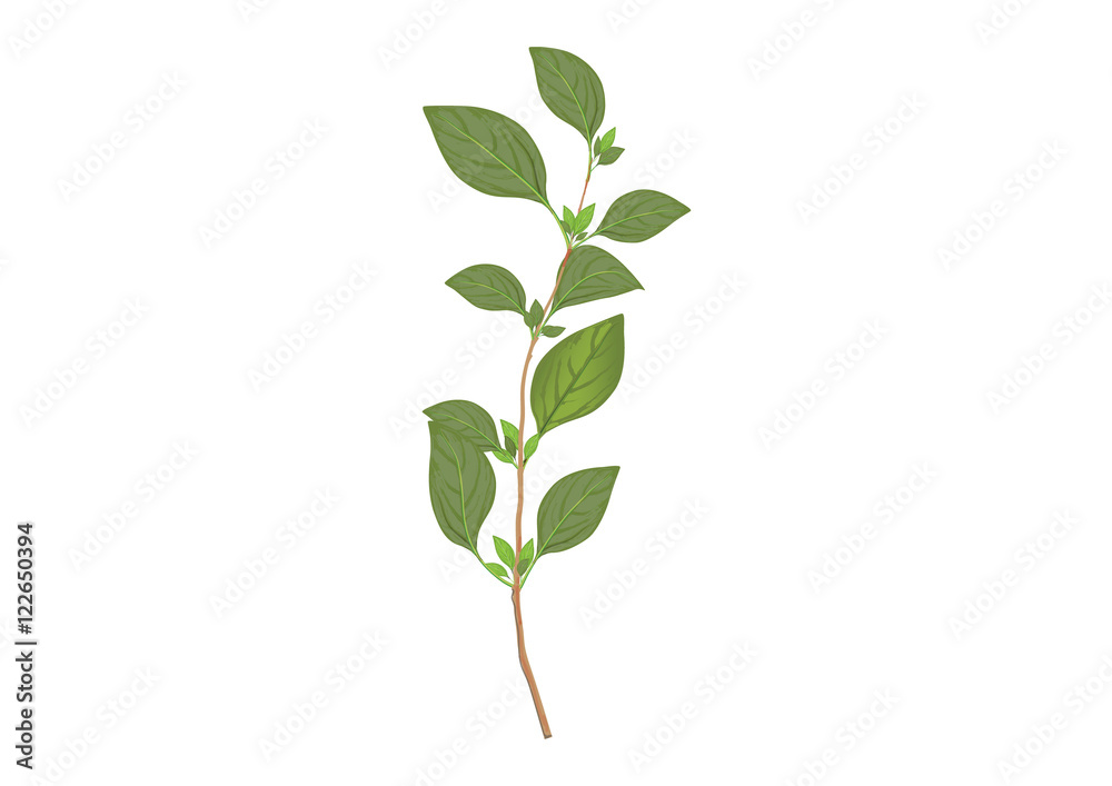 Basil leaves on the branch. herbs for cooking hand drawing illustration . ingredient plant for food. isolated pictures for object or background Basil leaves on the branch. herbs for cooking hand drawing illustration . ingredient plant for food. isolated pictures for object or background