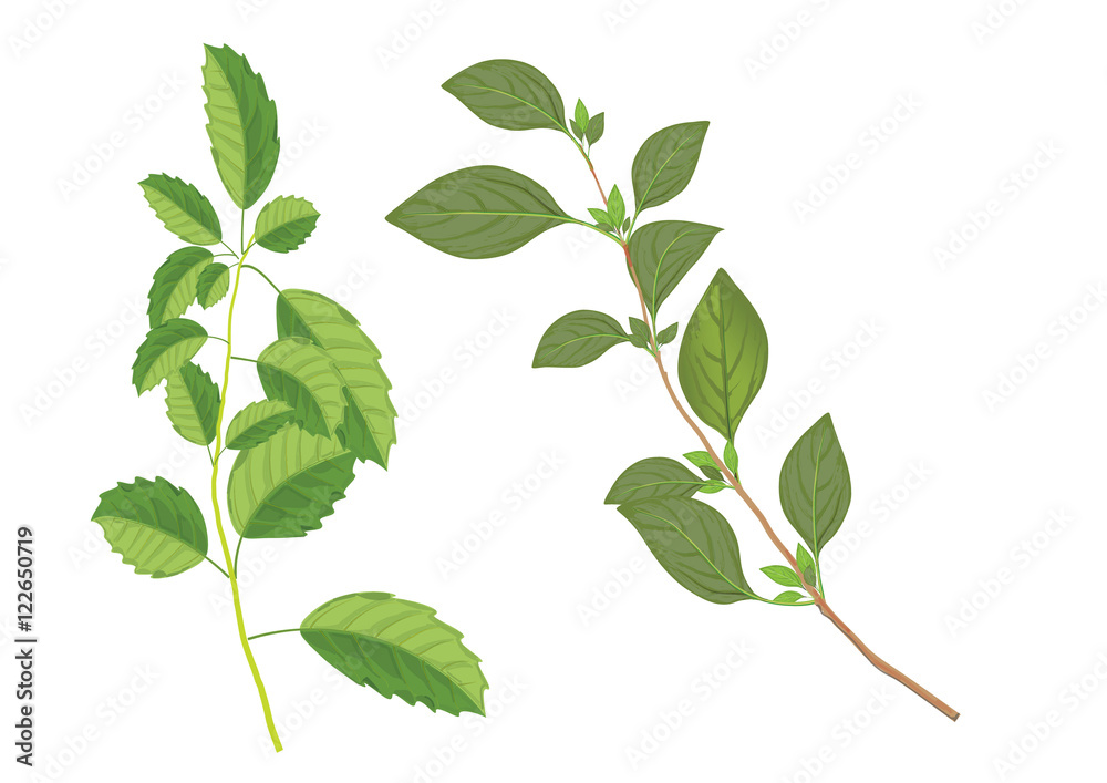 Naklejka premium Basil leaves on the branch. herbs for cooking hand drawing illustration . ingredient plant for food. isolated pictures for object or background