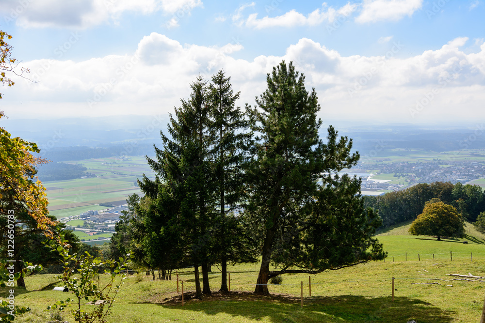 Baum in der Natur Baum in der Natur