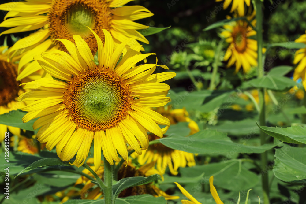 A beautiful sunflowers with a blooming in fields A beautiful sunflowers with a blooming in fields