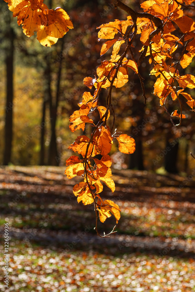 Blätter im Herbst